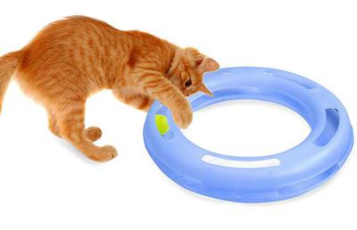 Cat Toy