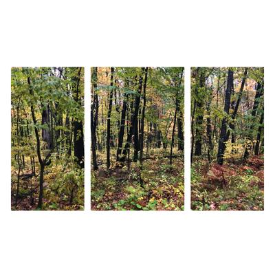 Fall Woods 3 Panel Wall Art