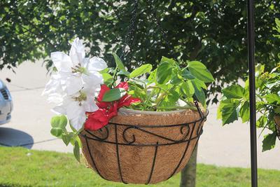 Ashman Metal Hanging Planter Basket with Coco Coir Liner Round Wire Plant Holder Chain Porch Decor Flower Pots Hanger Garden Decoration Indoor Outdoor Watering Hanging Baskets