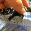 baby Pantie image 1