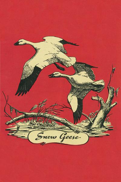 Nature Magazine - View of a Pair of Snow Geese Flying