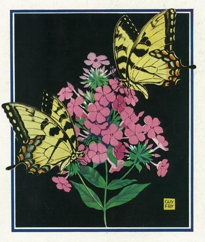 Nature Magazine - View of Butterflies on Blooming Flowers