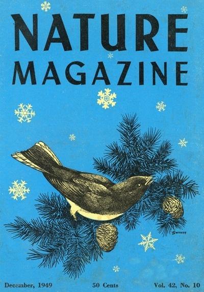 Nature Magazine - View of a Thrasher in a Pine Tree