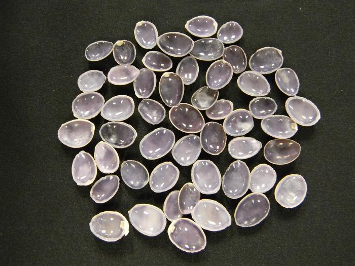 COWRIE SNAKEHEAD 1/2"