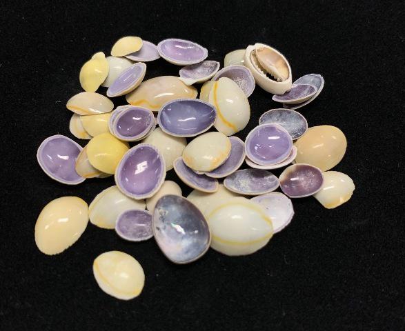 COWRIE RING TOP NATURAL