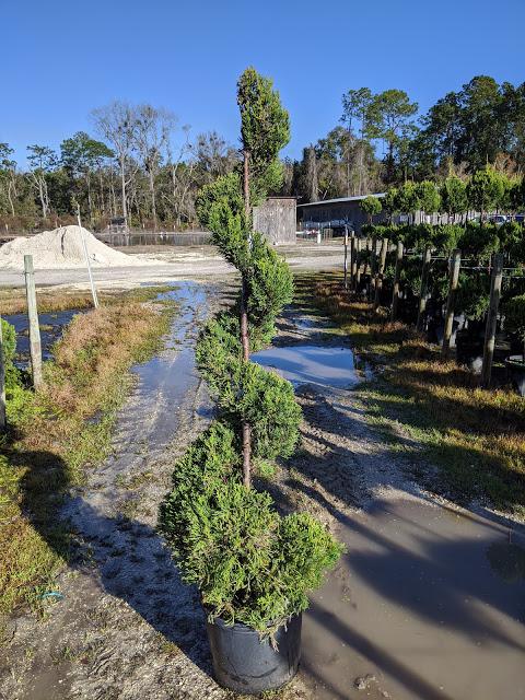 7 Spiral - Juniper chinensis 'Hetz'