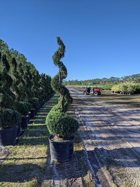 30 Spiral - Juniper chinensis 'Blue Point'