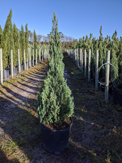 15 Cone - Juniper chinensis 'Blue Point'