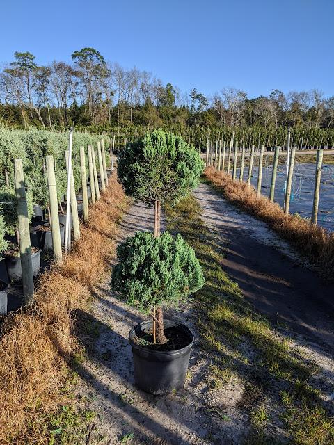 7 2-Ball - Juniperus chinensis 'Blue Point'