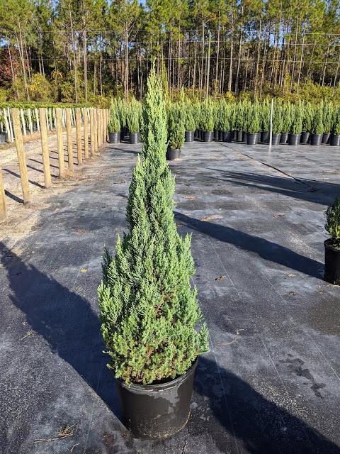 7 Cone - Juniper chinensis 'Blue Point'