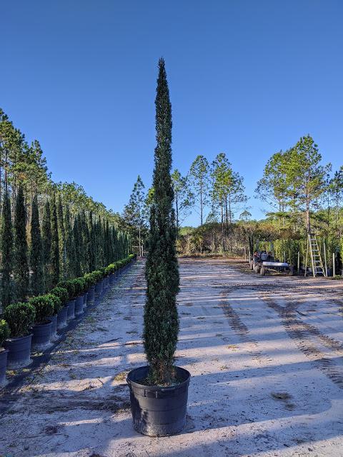 30 Italian Cypress