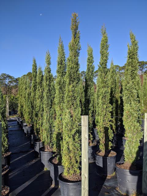 15 Italian Cypress