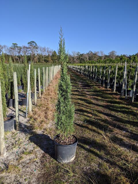 7 Italian Cypress