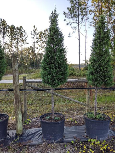 30 Patio Cone - Leyland Cypress