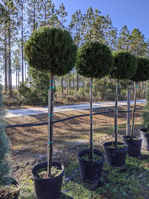 15 Patio Tree Globe - Leyland Cypress