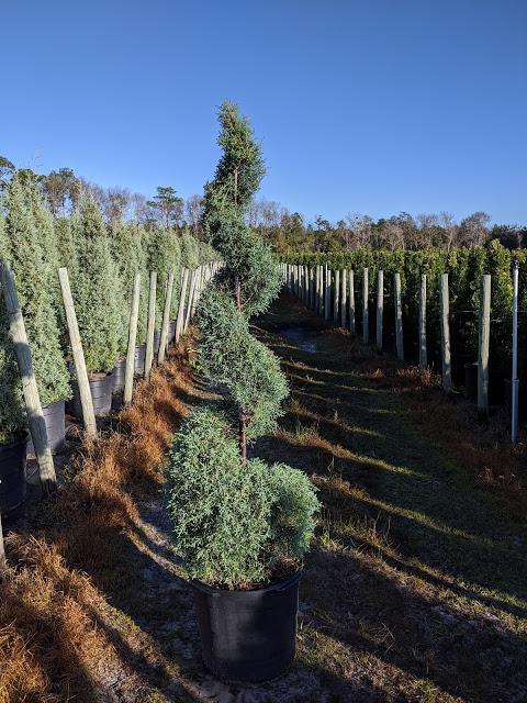 15 Spiral - Carolina Sapphire Cypress