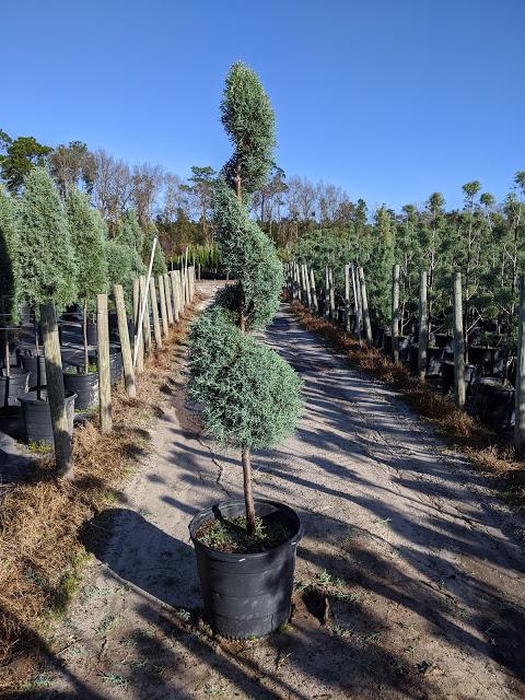 15 Patio Spiral - Carolina Sapphire Cypressn