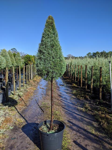 15 Patio Cone - Carolina Sapphire Cypress