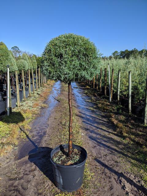 15 Patio Globe - Carolina Sapphire Cypress