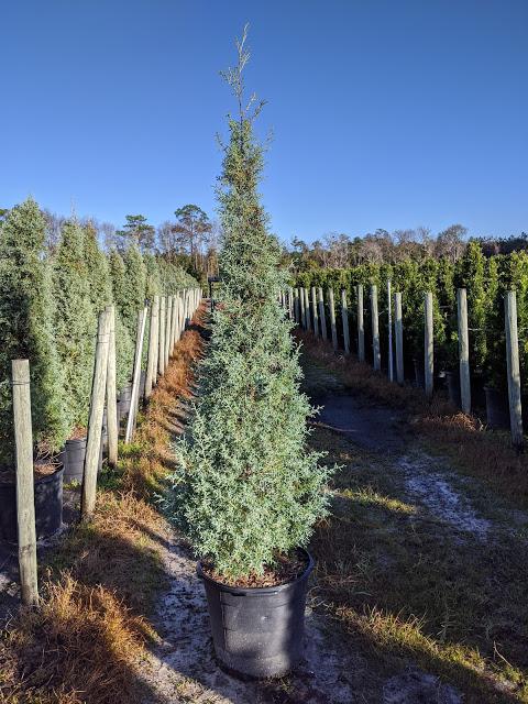 15 Cone - Carolina Sapphire Cypress