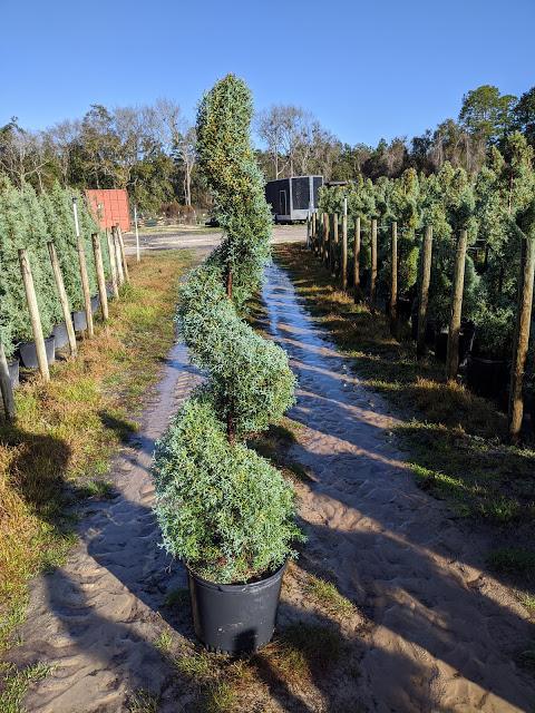 7 Spiral - Carolina Sapphire Cypress