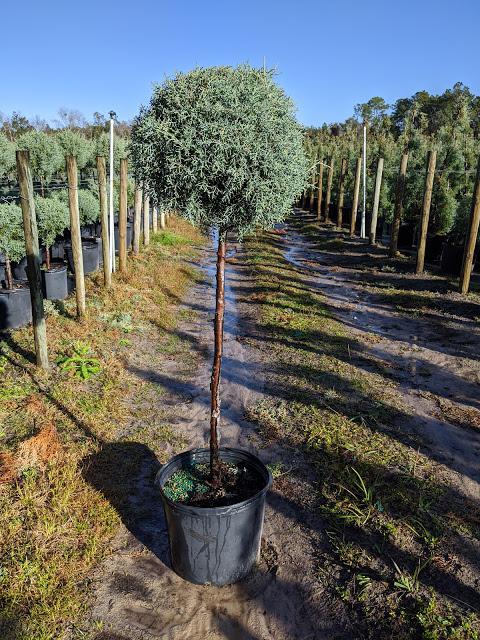 7 Patio Tree - Carolina Sapphire Cypress