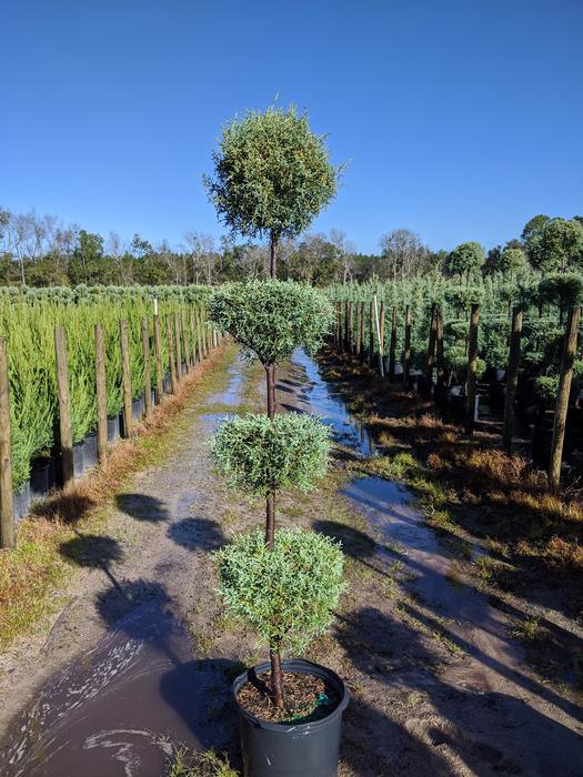 7 4-tier - Carolina Sapphire Cypress