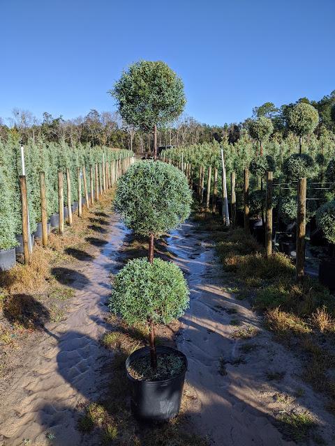 7 3-Ball - Carolina Sapphire Cypress