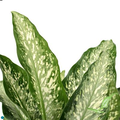 6" Dieffenbachia Hybrids