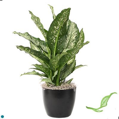 6" Dieffenbachia Hybrids