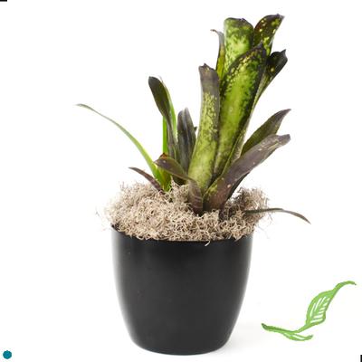 6" Bilbergia hallelujah