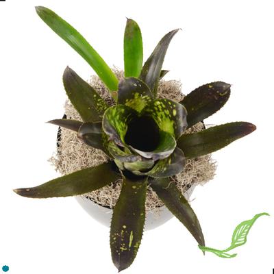 6" Bilbergia hallelujah