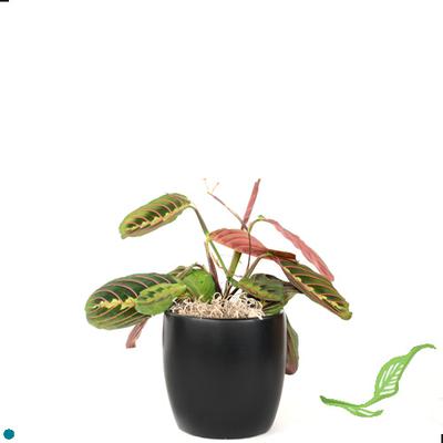 3" Maranta Assorted
