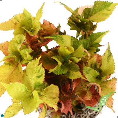 6" Acalypha Autumn