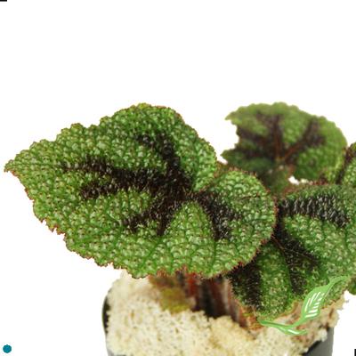 4" Begonia Iron Cross