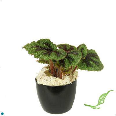 4" Begonia Iron Cross