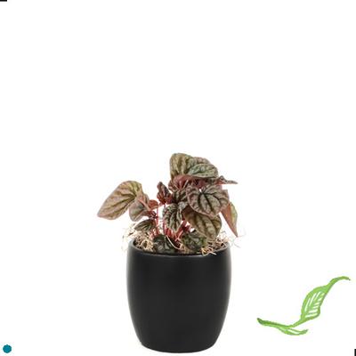 3" Peperomia Ripple