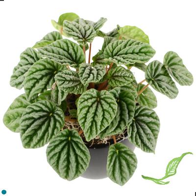 3" Peperomia Ripple