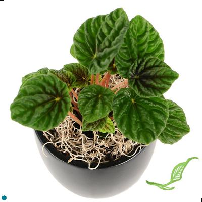 3" Peperomia Ripple