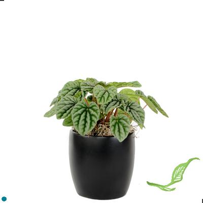 3" Peperomia Ripple