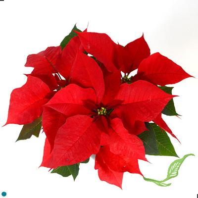 4" Poinsettia Red