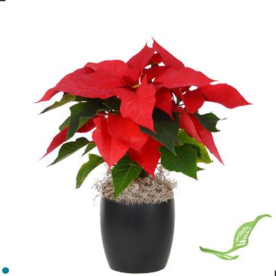 4" Poinsettia Red