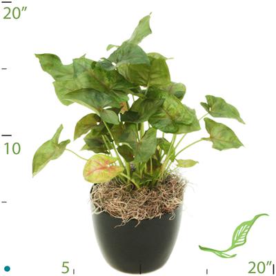 4" Syngonium Red Allusions