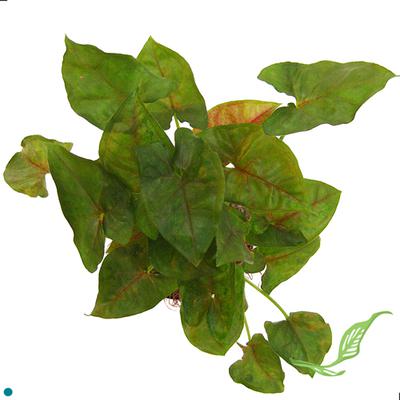 4" Syngonium Red Allusions