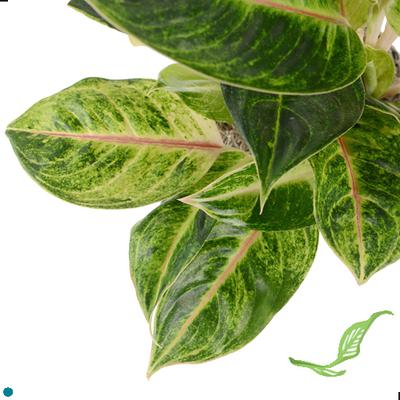 6" Aglaonema Emerald Holiday