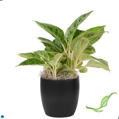 6" Aglaonema Emerald Holiday
