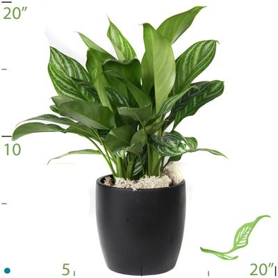 6" Aglaonema BJ Freeman