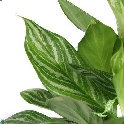 6" Aglaonema BJ Freeman