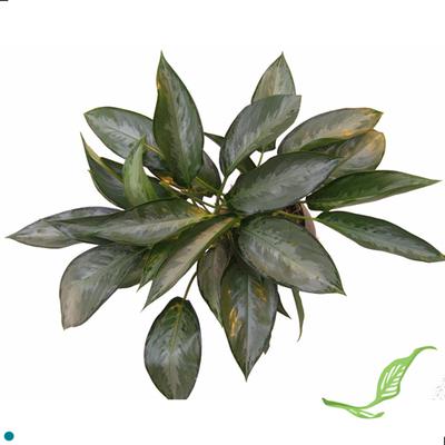 6" Aglaonema Silverado