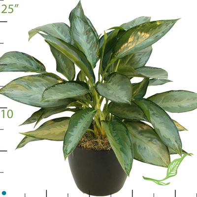 6" Aglaonema Silverado